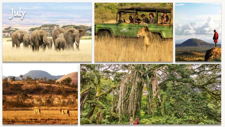 Kenya Safari in July