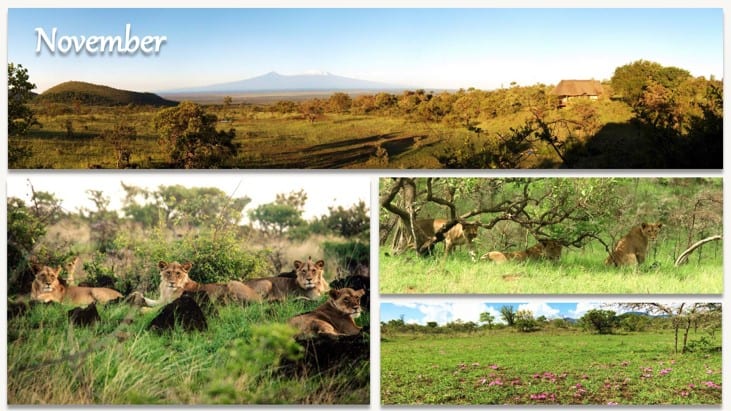 Kenya Safari in November