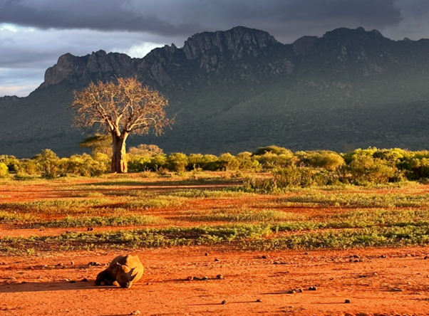 Tsavo and Amboseli